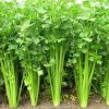 Rau cần tây siêu sạch